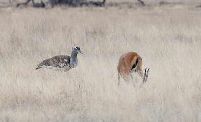 Kori Bustard and Thompson's Gazelle in Savanna,  Amboseli National Park, Kenya