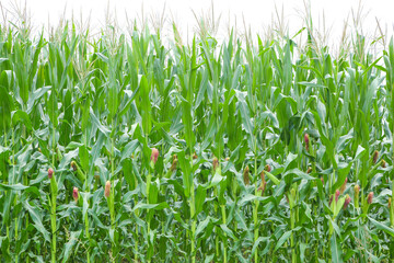 Fresh Green Corn Field Ready for Harvest - Agricultural Crop Growing in Summer