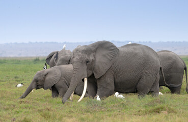 The herd of elephants feeding in savanna grassland at Amboseli National Park, Kenya © Natalia Kuzmina