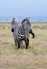 Naklejka premium Grant's zebras (Equus quagga boehmi) in Amboseli National Park, Kenya