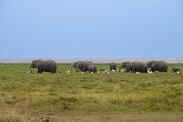 The herd of elephants feeding in savanna grassland at Amboseli National Park, Kenya © Natalia Kuzmina