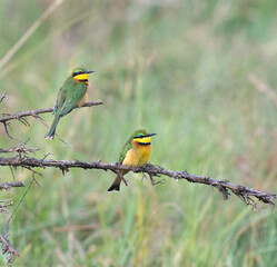 Little Bee-eaters (Merops pusillus) perched in savanna bush at Maasai Mara National Park, Kenya