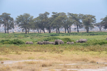 The herd of elephants feeding in savanna grassland at Amboseli National Park, Kenya © Natalia Kuzmina