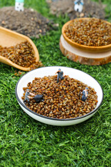 Miniature Workers Harvesting Buckwheat Grains - Creative Agriculture and Healthy Food Concept