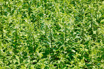 Fototapeta premium Blooming Sesame Plants in Agricultural Field During Harvest Season - Farming and Crop Production