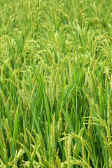 Green Rice Field with Developing Grain Heads in Agricultural Farmland Ready for Harvest