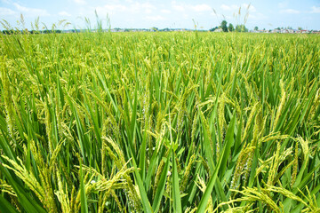 Golden rice paddy field ready for harvest in agricultural farmland landscape