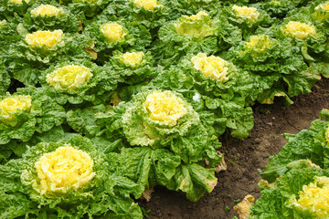 Fresh Organic Lettuce Crop Growing in Agricultural Farm Field Rows Ready for Harvest