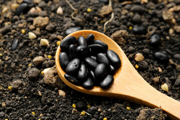 Black beans in wooden spoon on soil - healthy organic food ingredients cooking concept
