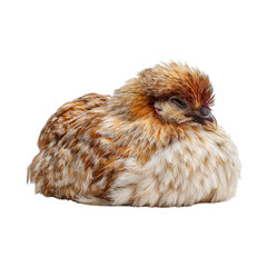 Fototapeta premium A fluffy brown bird rests peacefully, showcasing its soft feathers and serene expression.
