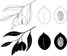 Fototapeta premium outline silhouette Nutmeg icon set
