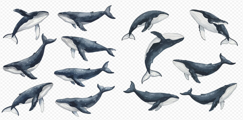 Collection of watercolor illustrations depicting various whale species swimming and diving on a transparent background.