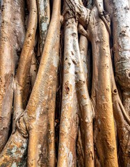 Obraz premium Intricate and textured tree roots display a fascinating interplay of natural forms and colors.