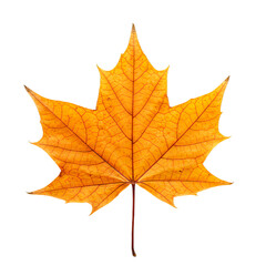 Fototapeta premium A single orange and yellow autumn maple leaf with intricate veins, isolated on a stark white background.
