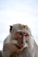 Close-up macaque monkey portrait sharp focus wildlife