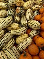 pile of striped winter squash vegetables and orange baking pumpkins