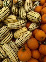 pile of striped winter squash and small orange baking pumpkins