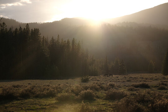 Golden light in Danaher meadows in Bob Marshall Wilderness in Montana