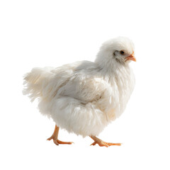 Fototapeta premium A fluffy, white chick standing confidently, showcasing its soft feathers and curious expression.