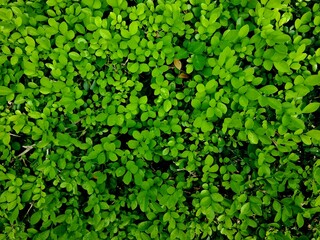 Light green leaf texture background with many small round shapes