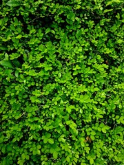 Obraz premium Light green leaf texture background with many small round shapes