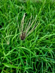 Plant stamen in sharp focus with green leaf bokeh background