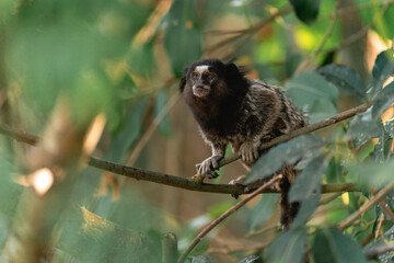 Little monkey's in the National Park Horto Florestal.