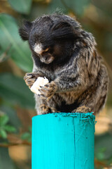Little monkey eating a piece of banana. National park Horto Florestal.