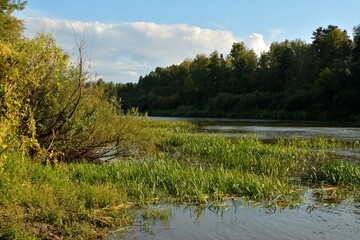 A small picturesque river with dense forest and reeds along the banks on a sunny summer evening.