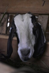 Goats or sheep at farm. Lamb or Goat farm. Portrait of a goat close-up. Portrait of a goat on a farm. Beautiful goat posing. Domestic goats.
