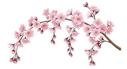 Fototapeta premium A delicate branch of cherry blossoms with soft pink flowers and buds, isolated on a clean white background