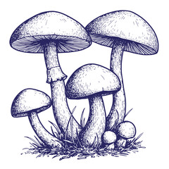 Hand drawn illustration of several mushrooms growing in a patch of grass and weeds