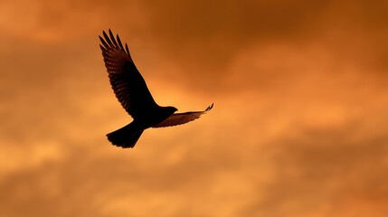 Obraz premium Hawk in flight with wings spread wide, silhouette against golden sky at sunset, symbolizing freedom, speed, and the wild spirit of nature.