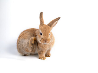 Cute brown rabbit scratching ear while sitting on white background, symbolizing adorable pets, Easter holiday, animal care, wildlife, furry companions, domestic animals, and natural playful behavior