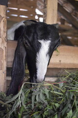 Goats or sheep at farm. Lamb or Goat farm. Portrait of a goat close-up. Portrait of a goat on a farm. Beautiful goat posing. Domestic goats.