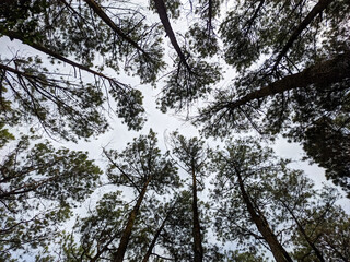 Pine trees reaching towards a cloudy sky. The dark, textured trunks and branches create a natural canopy, with patches of bright overcast sky visible through the lush green needles.