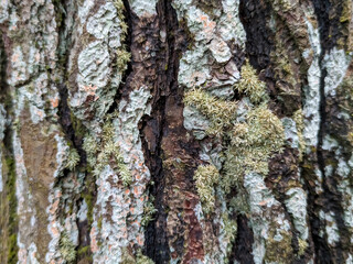 A close-up, detailed shot of a pine tree's bark, showcasing its rough texture. Deep fissures and ridges are visible, with patches of light green moss growing on the dark, weathered surface.