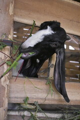 Goats or sheep at farm. Lamb or Goat farm. Portrait of a goat close-up. Portrait of a goat on a farm. Beautiful goat posing. Domestic goats.