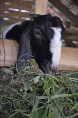 Goats or sheep at farm. Lamb or Goat farm. Portrait of a goat close-up. Portrait of a goat on a farm. Beautiful goat posing. Domestic goats.