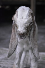 Goats or sheep at farm. Lamb or Goat farm. Portrait of a goat close-up. Portrait of a goat on a farm. Beautiful goat posing. Domestic goats.