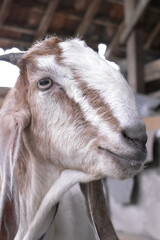 Goats or sheep at farm. Lamb or Goat farm. Portrait of a goat close-up. Portrait of a goat on a farm. Beautiful goat posing. Domestic goats.