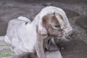 Goats or sheep at farm. Lamb or Goat farm. Portrait of a goat close-up. Portrait of a goat on a farm. Beautiful goat posing. Domestic goats.