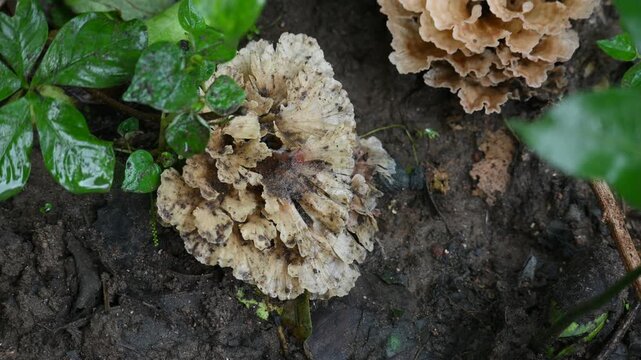Podoscypha petalodes. It &nbsp;is a widely distributed species of&nbsp;fungus&nbsp;in the family&nbsp;Meruliaceae. Its&nbsp;common names&nbsp;wine glass fungus, and&nbsp;ruffled paper fungus.
