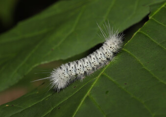 Hickory Tussock Moth (Lophocampa caryae) caterpillar observed in northeast Ohio.  The long hairs have barbs that protect the caterpillar by causing an itchy, irritating reaction in predators. 