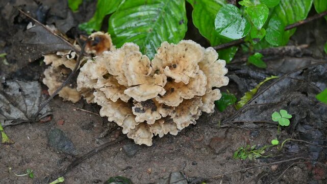 Podoscypha petalodes. It &nbsp;is a widely distributed species of&nbsp;fungus&nbsp;in the family&nbsp;Meruliaceae. Its&nbsp;common names&nbsp;wine glass fungus, and&nbsp;ruffled paper fungus.
