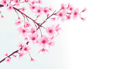 Fototapeta premium Delicate pink cherry blossoms on a branch bloom