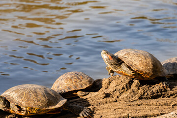 Turtles in the National Park Horto Florestal.