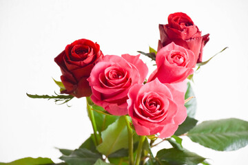 赤とピンクのばら