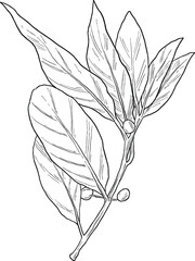 bay laurel plant botanical sketch illustration