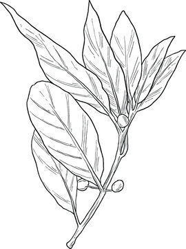 bay laurel plant botanical sketch illustration